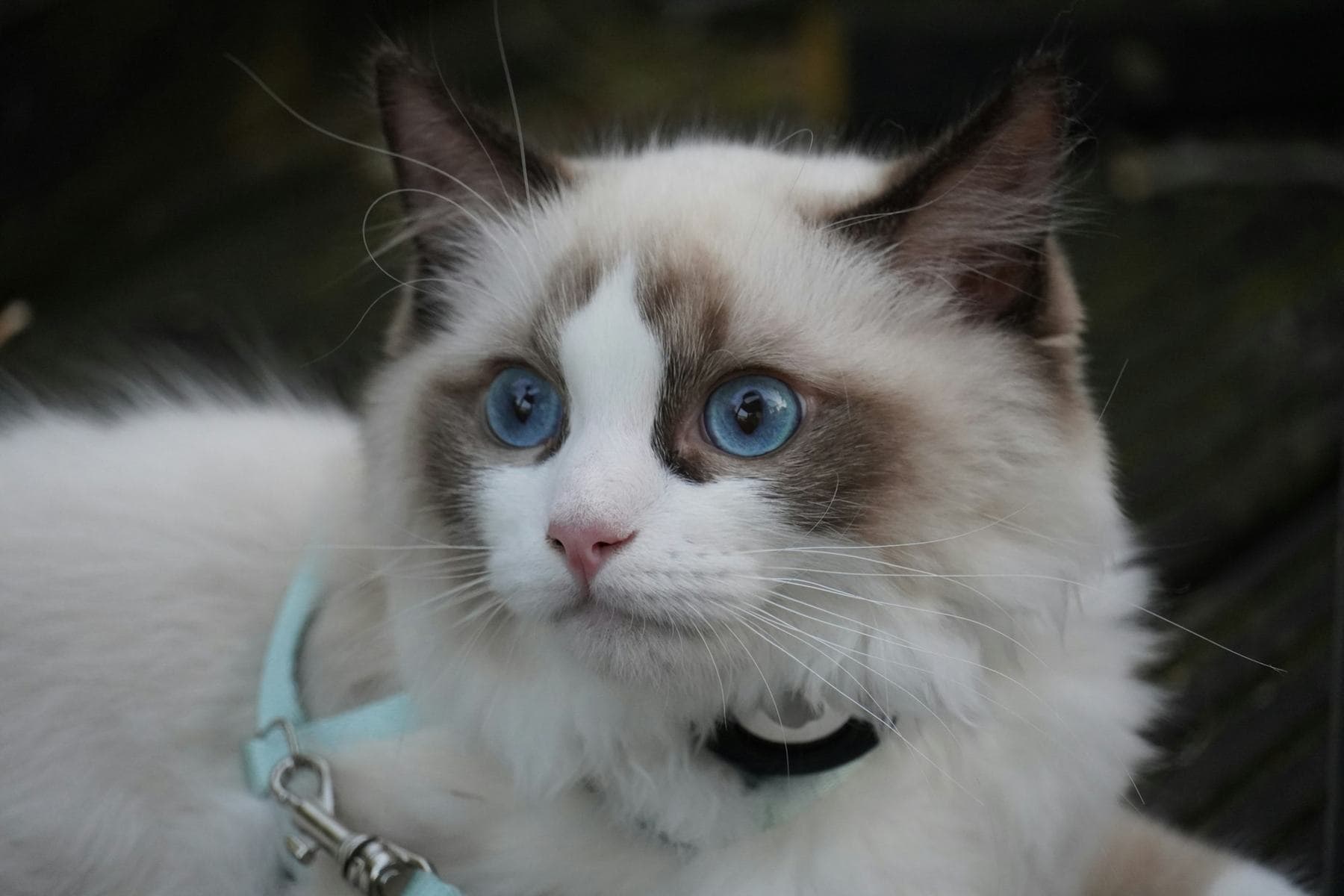 Blue bicolor Ragdoll with a white inverted-V blaze