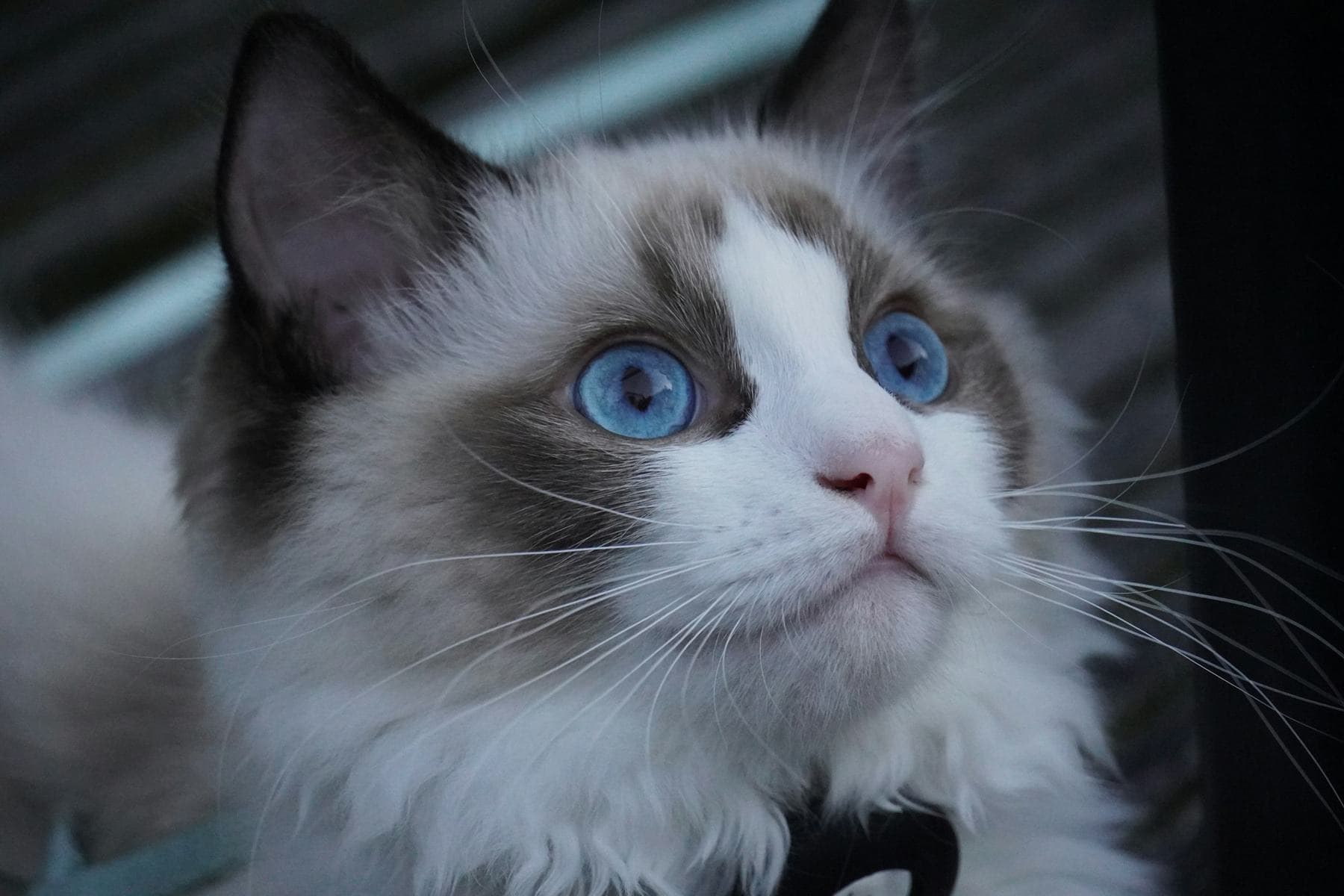 Blue bicolor Ragdoll looking up with bright blue eyes