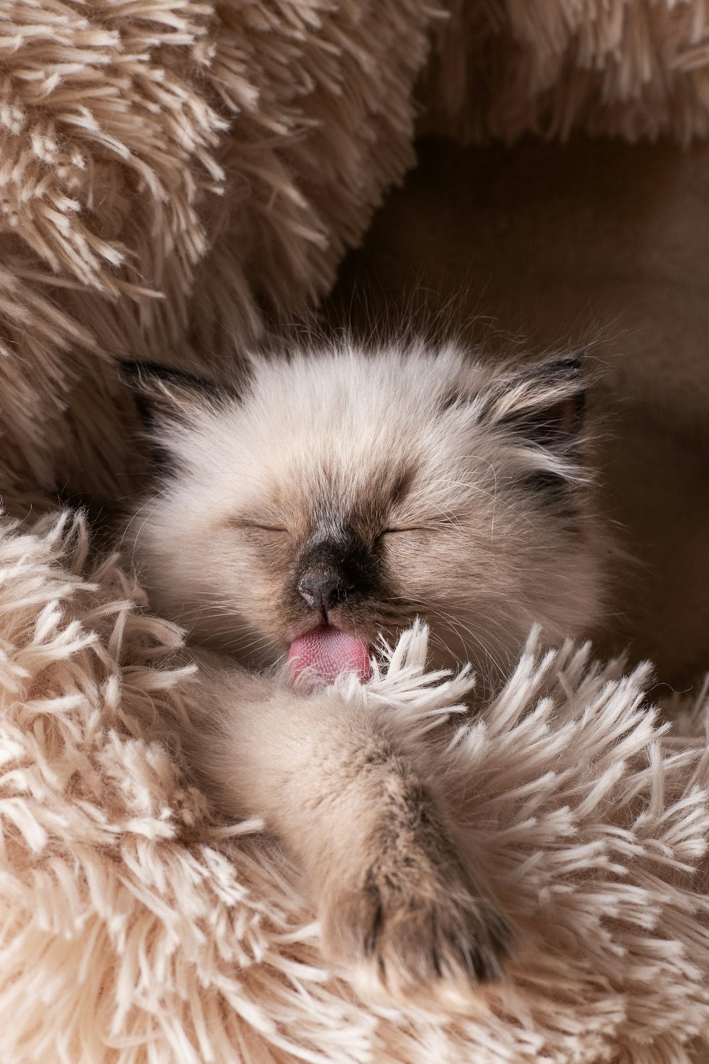 Ragdoll kitten yawning in a fluffy cat bed