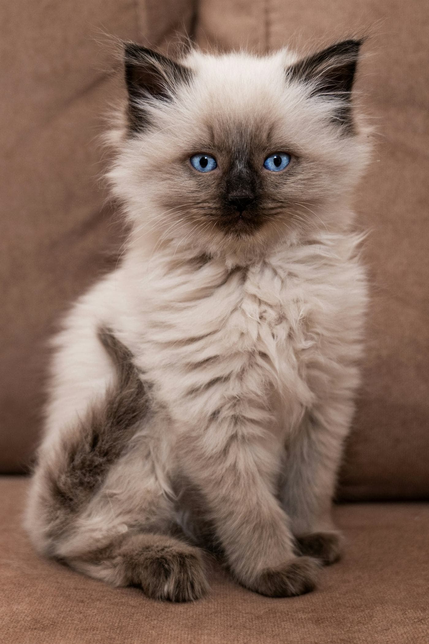 Fluffy seal point Ragdoll kitten sitting on a sofa