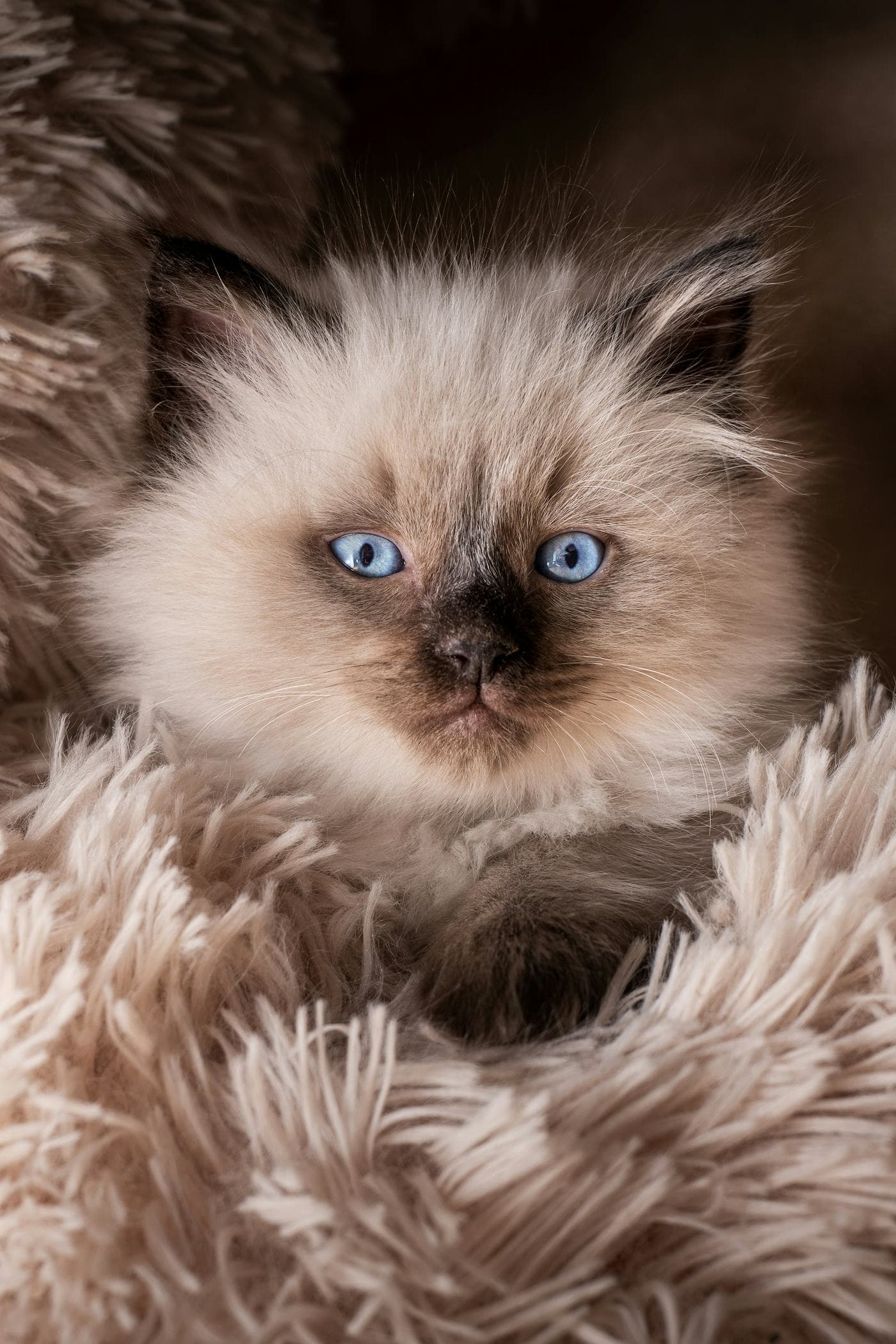 Ragdoll kitten peeking out of a fluffy blanket