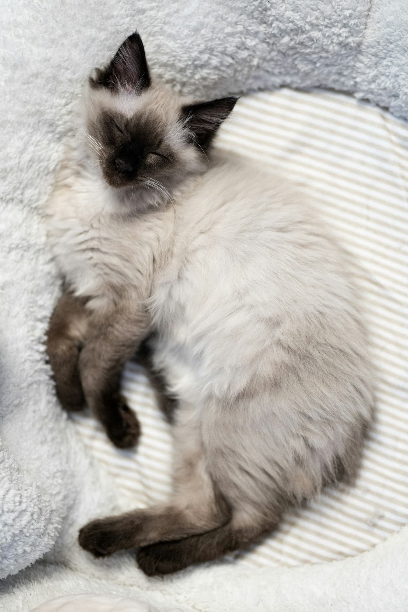Ragdoll kitten lying on a soft toy