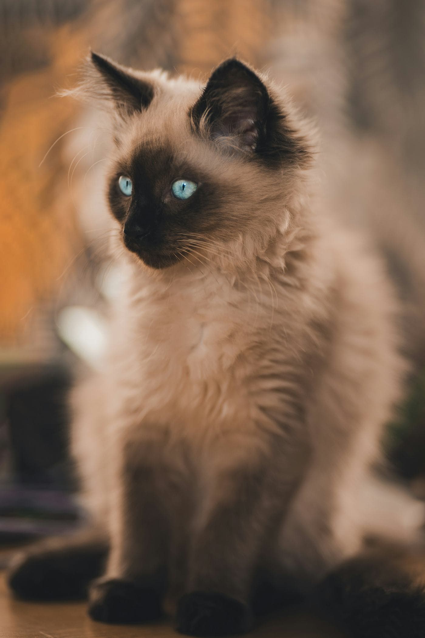 Seal point Ragdoll kitten sitting in warm evening light