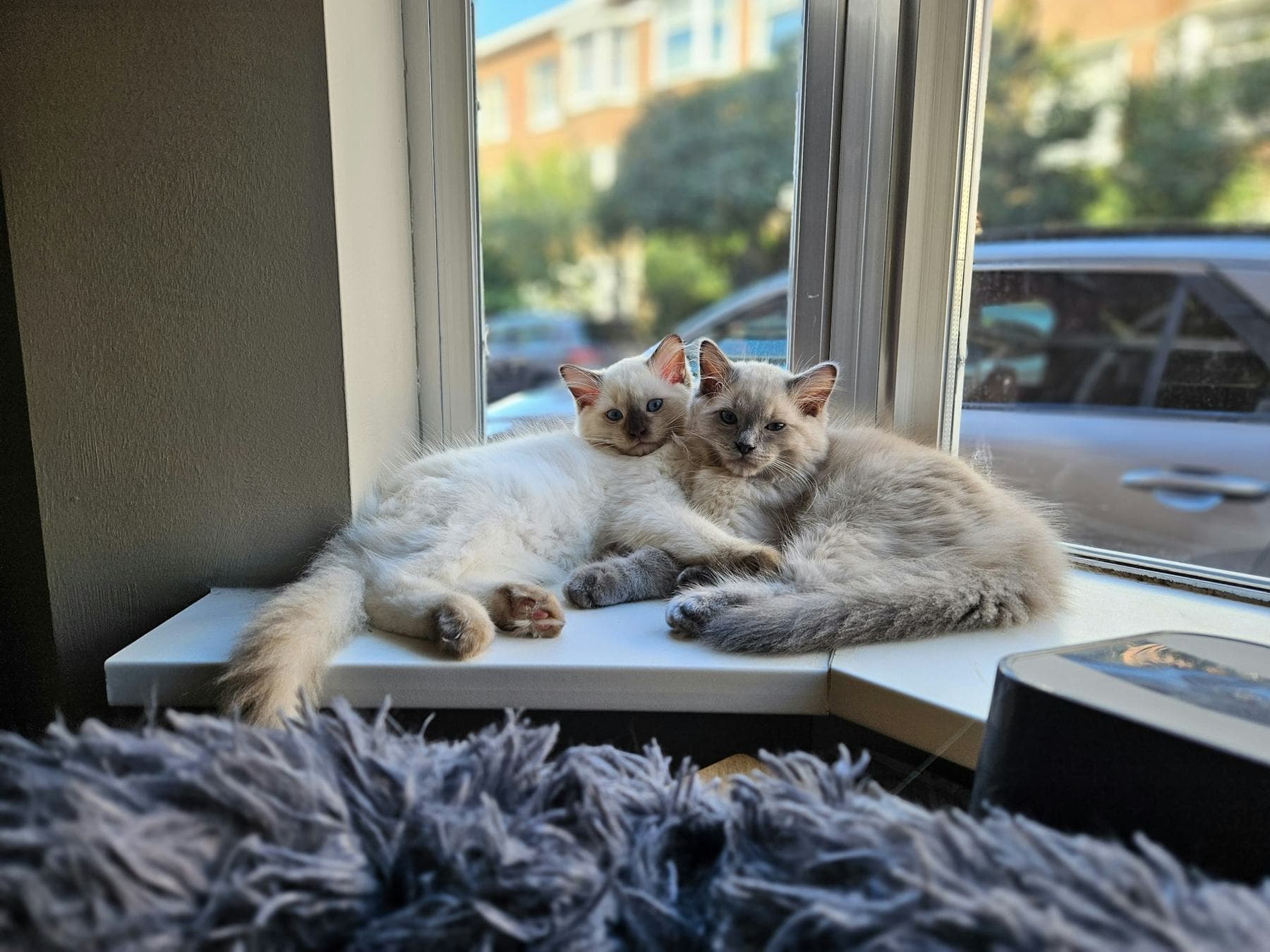 Two young Ragdolls curled up together on a sunny window sill
