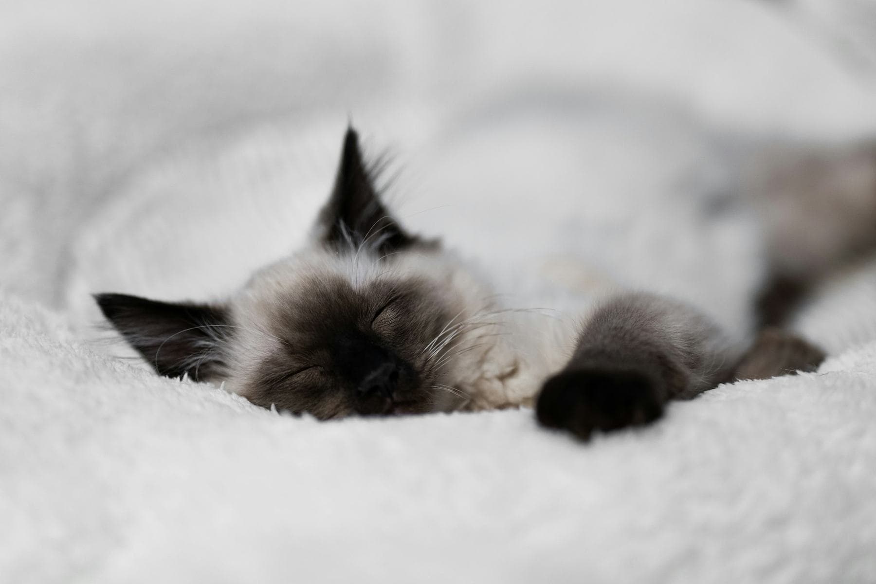 Seal point Ragdoll asleep on a soft white blanket