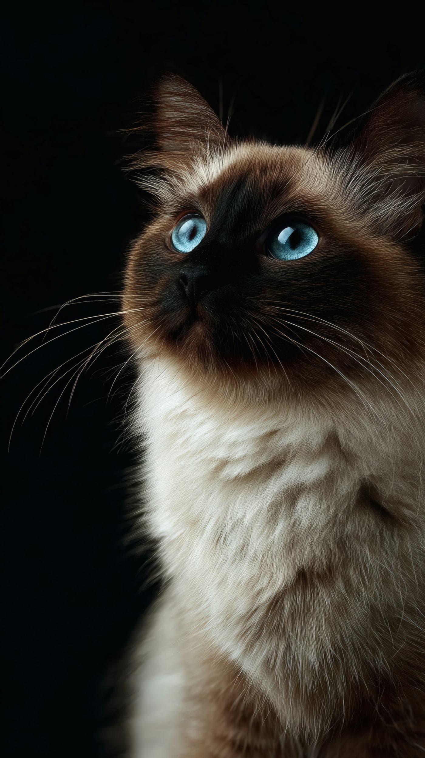 Portrait of a seal point Ragdoll with deep blue eyes